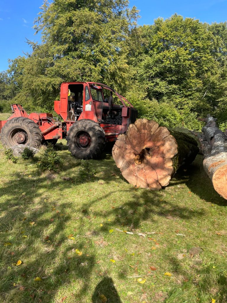 Bustean extrem de mare