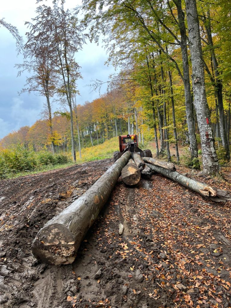 Exploatare forestiera, doborare bustean