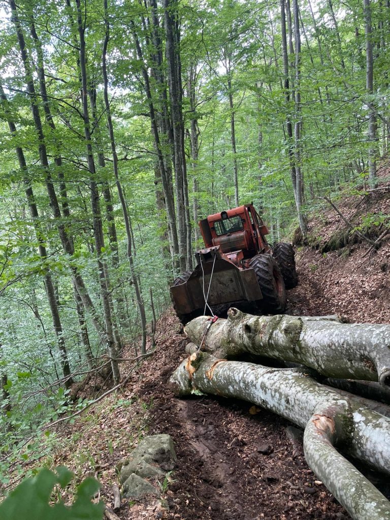 Expoatare forestiera, bustean fag