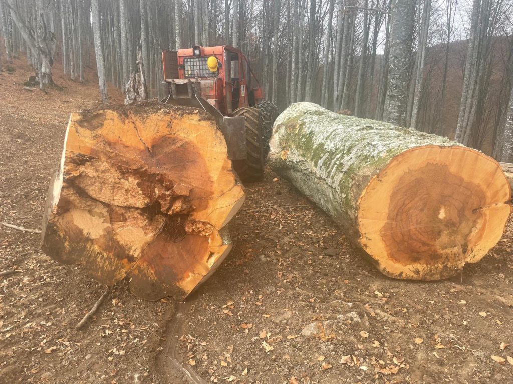 Lemn rotund cu diametru mare