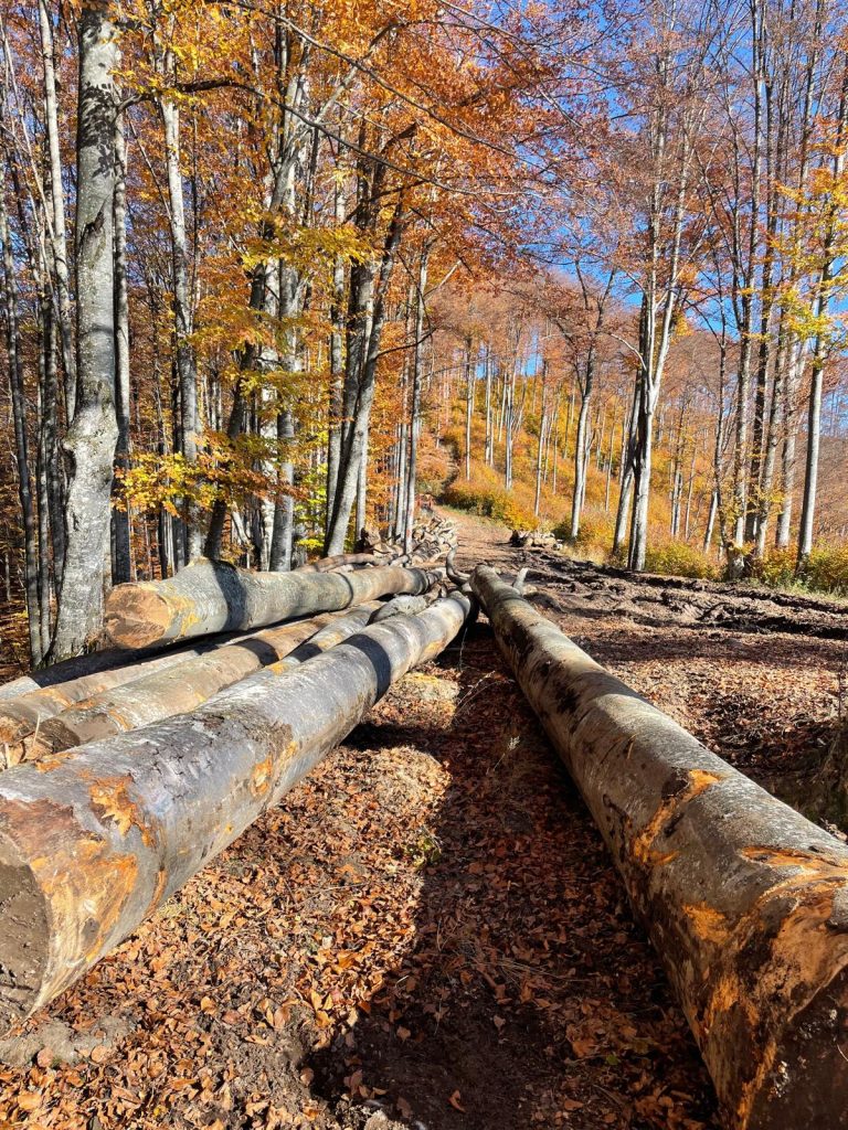 Lemn rotund, fag si molid